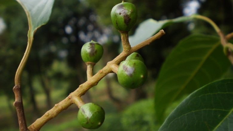 Cây Rẹp. Prunus ceylanica - Cây Thuốc Nam Quanh Ta